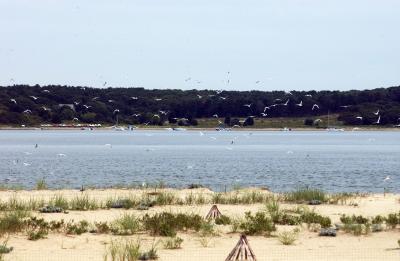 terns