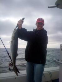 bluefish