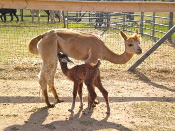 Alpacas