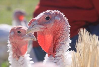 turkeys