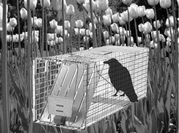 crow