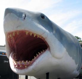 shark