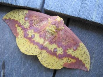 moth
