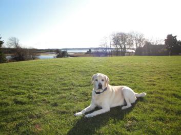 Bridger on lawn