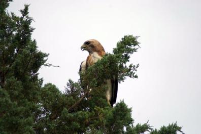 red tailed hawk bird