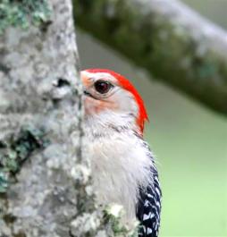 Red Bellied woodpecker