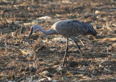 sandhill crane bird
