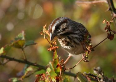 Song sparrow