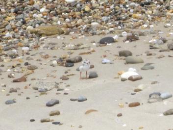 piping plover