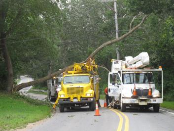 trees clean up downed tree