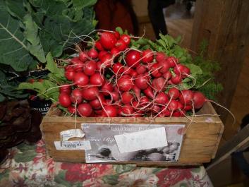 radishes