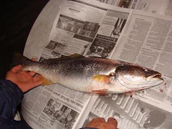 weakfish