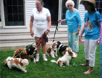 dogs