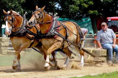draft horse