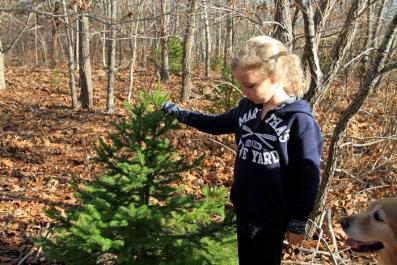 Sabrina Frank Christmas tree Cedar Tree Neck.