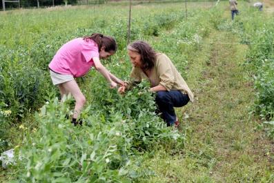 picking peas