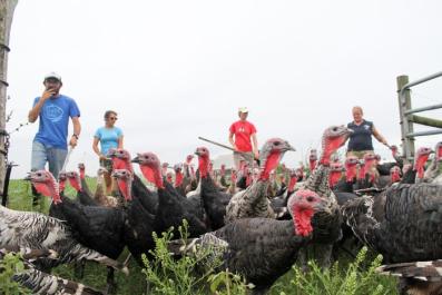turkeys farm farmers