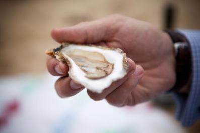 oyster