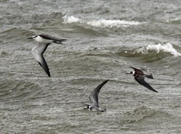 bridled tern black tern ocean