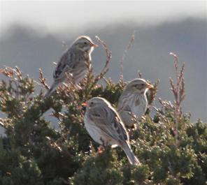 three sparrows
