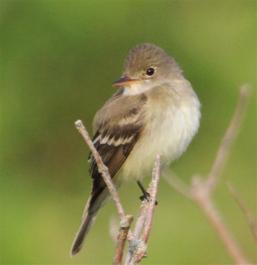 flycatcher