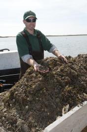 John Black juvenile bay scallops