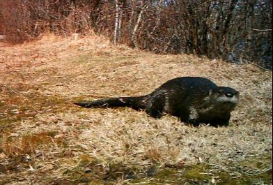 otter