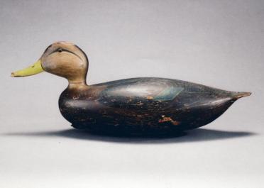 duck