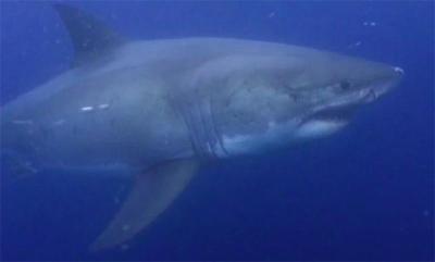 great white