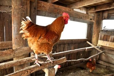chicken coop