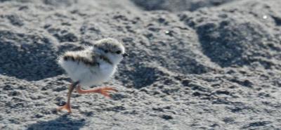 piping plover chick.