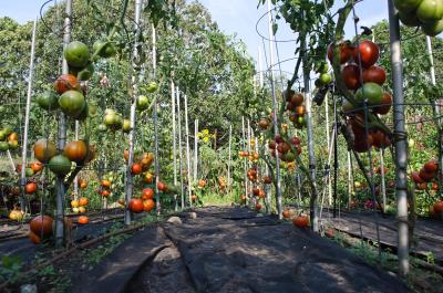 tomatoes