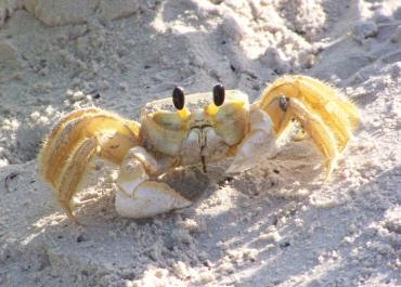 ghost crab