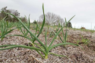 chives garden