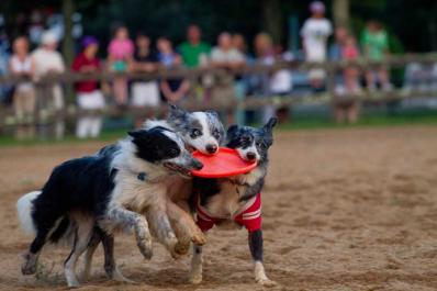 frisbee dogs