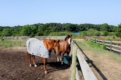 horses