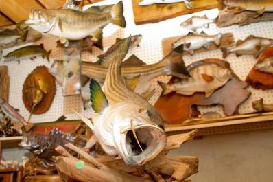 taxidermy
