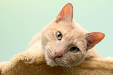 Deacon cat