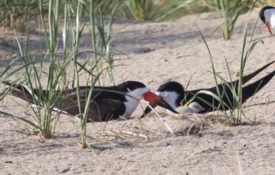 black skimmer chicks