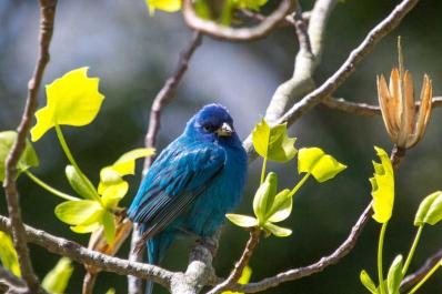 indigo bunting