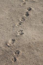 animal tracks