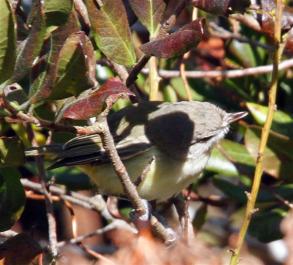 Bell's vireo 