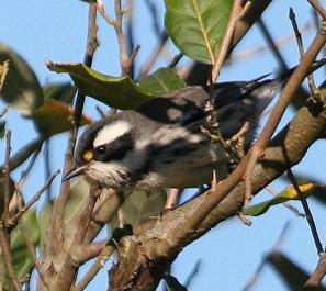 black throated gray warbler