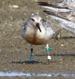 red knot