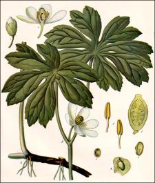 plant drawing