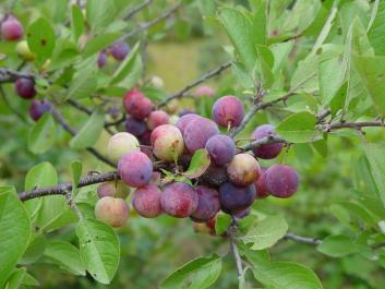 beach plum