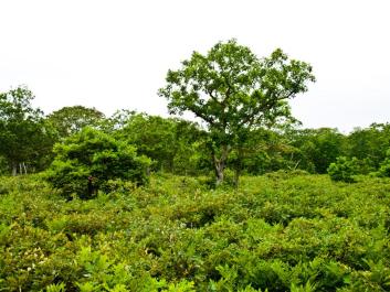 forest