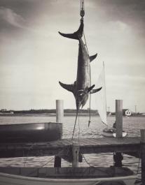 swordfish