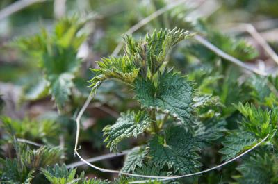 stinging nettle