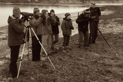 Martha\s Vineyard Bird Watchers 